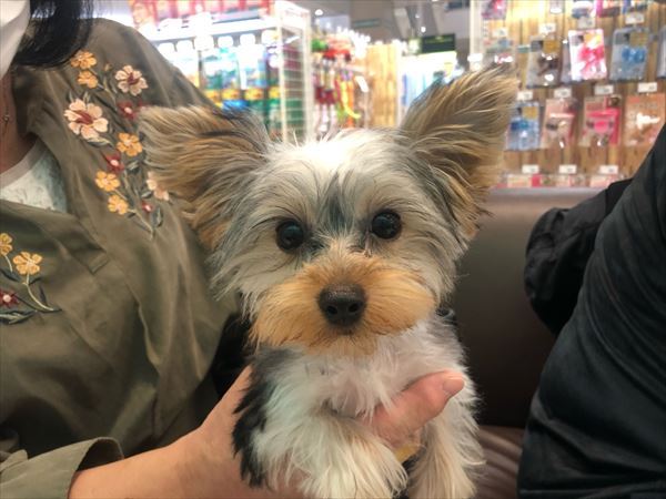 写真