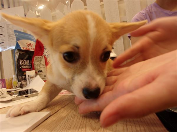 写真