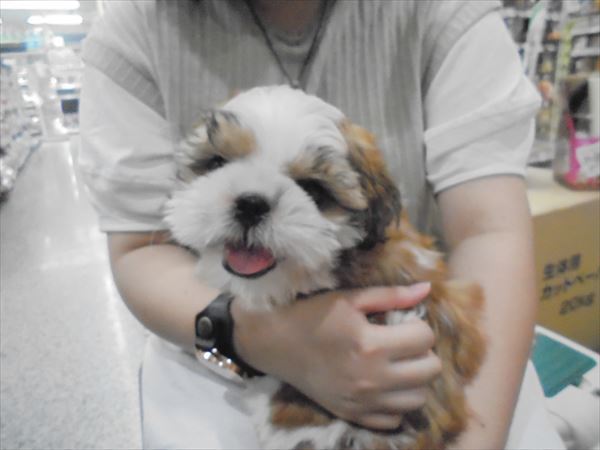 写真