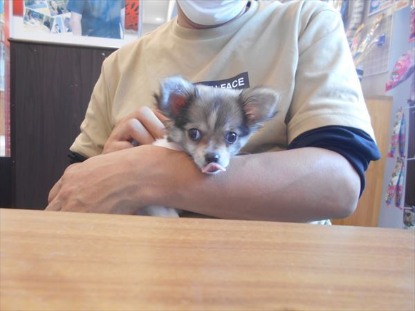 写真