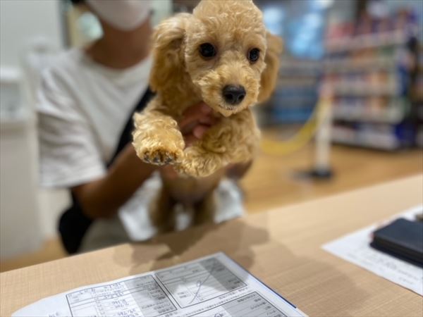 写真