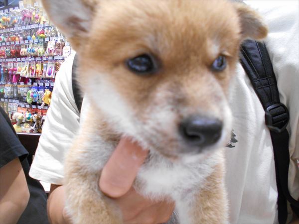 写真