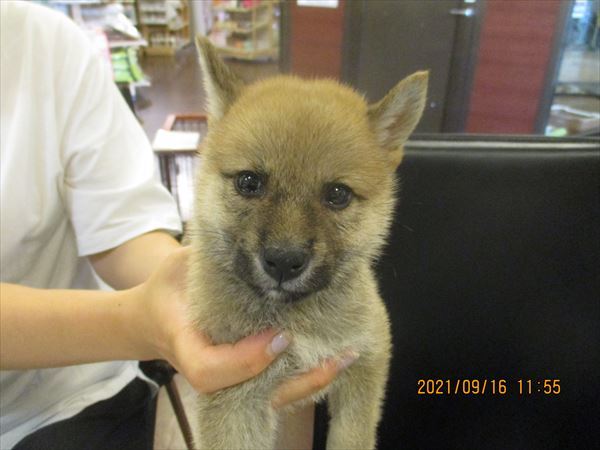 写真