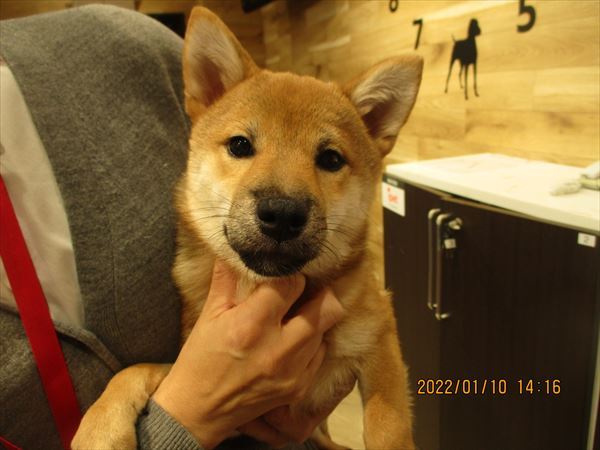 写真