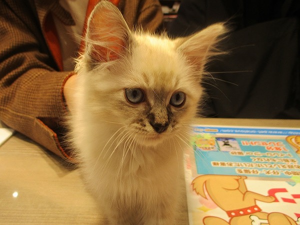 写真