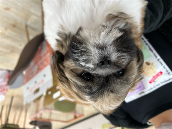 写真