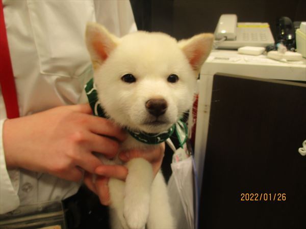 写真