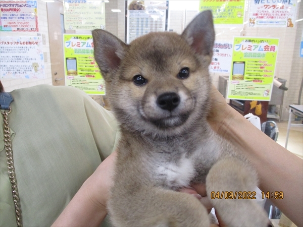 写真