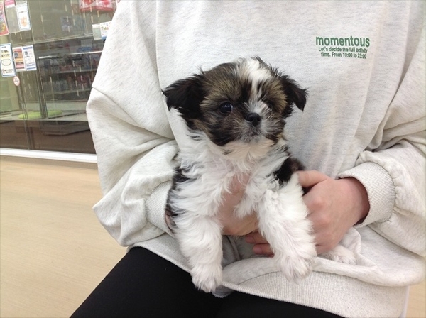 写真