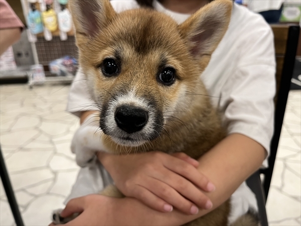 写真