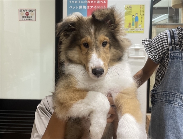 写真