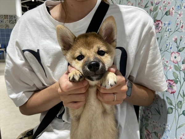 写真
