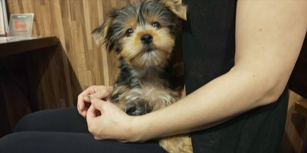 写真