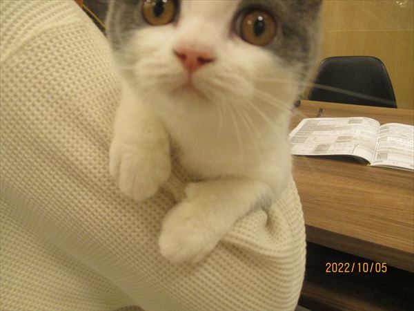 写真