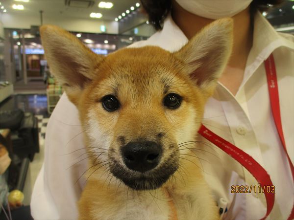 写真