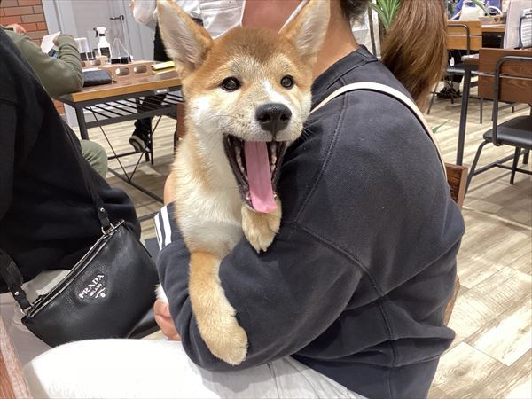 写真