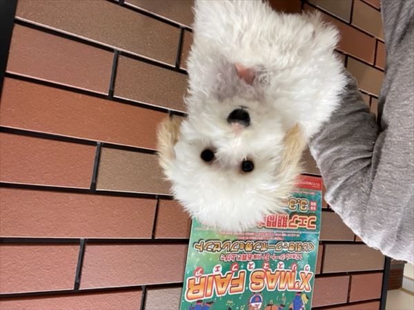 写真