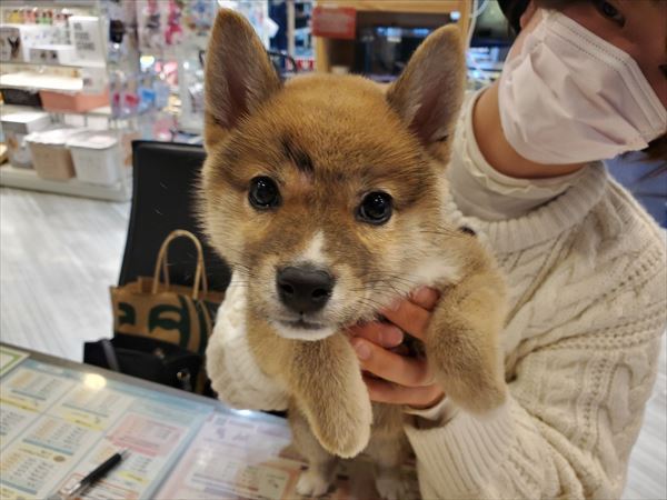 写真