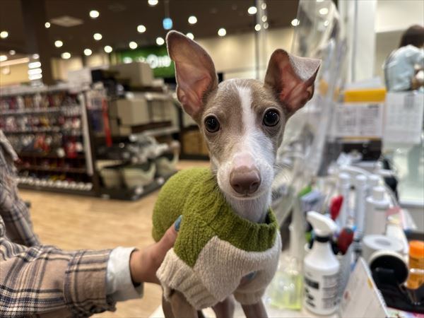 写真