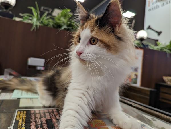 写真