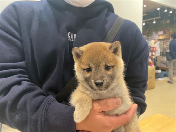写真