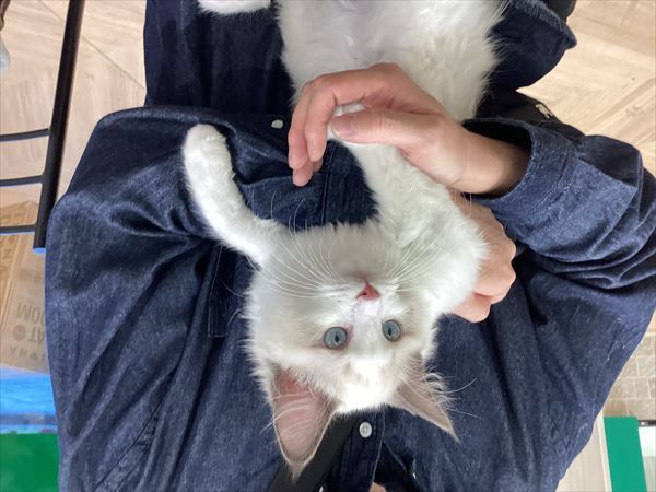 写真