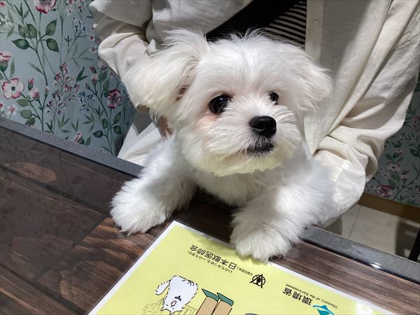 写真