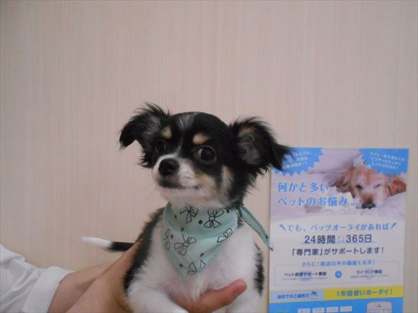 写真