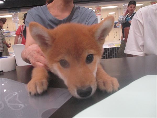 写真