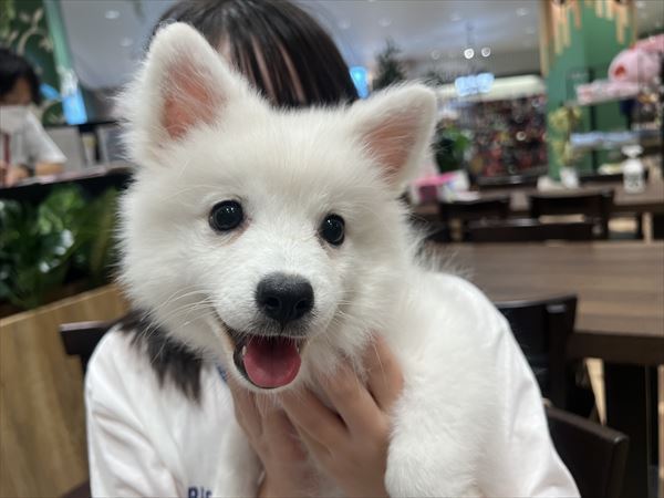 写真