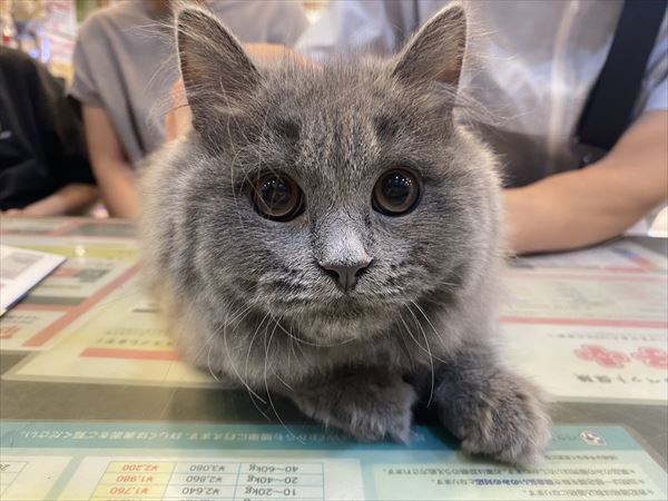 写真
