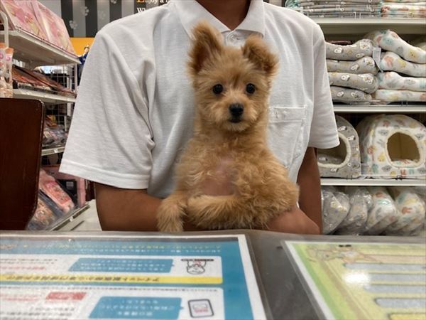 写真