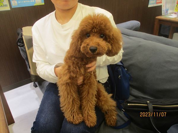 写真