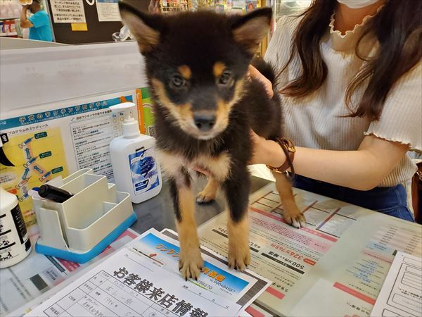 写真
