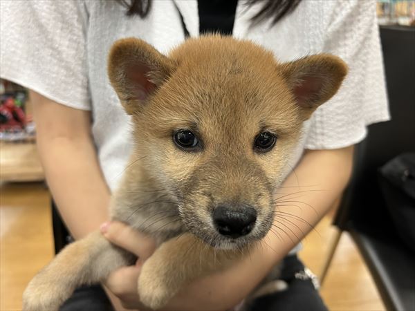 写真