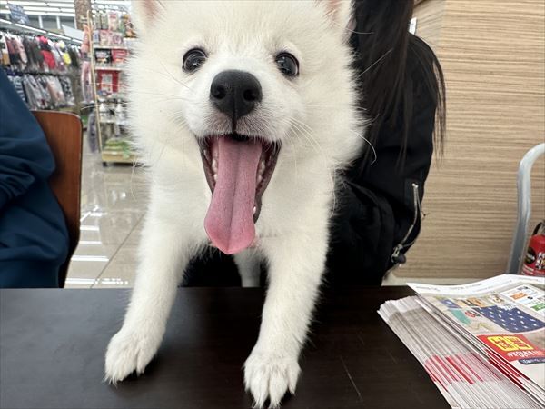 写真
