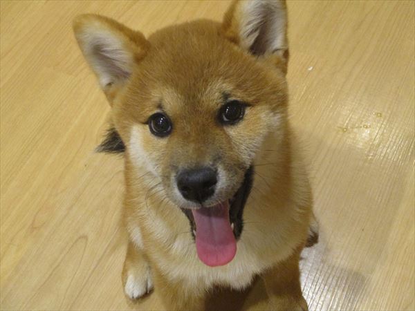 写真