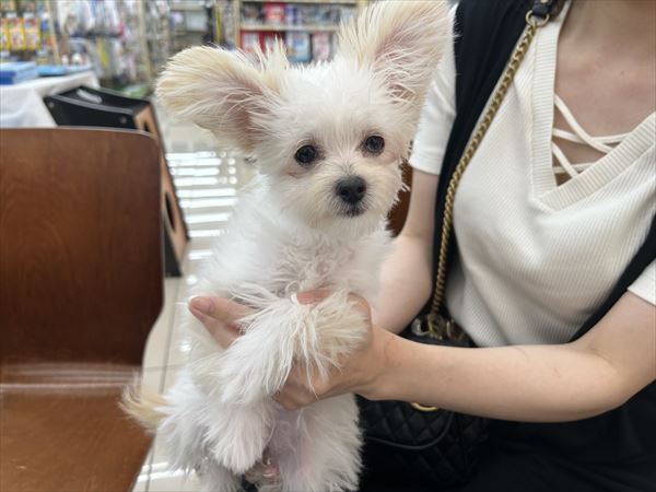 写真