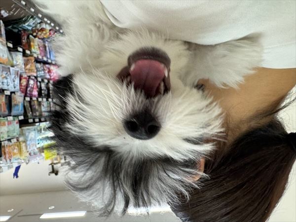 写真