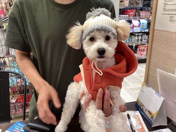 写真