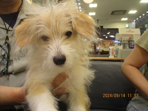 写真