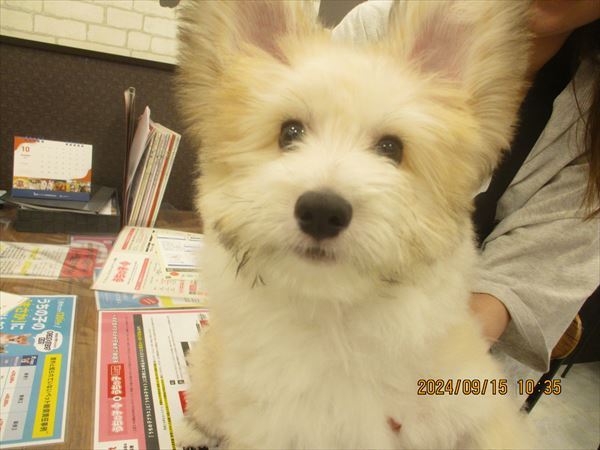 写真
