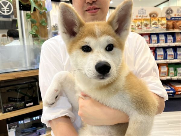 写真