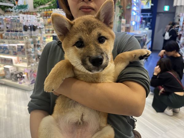 写真