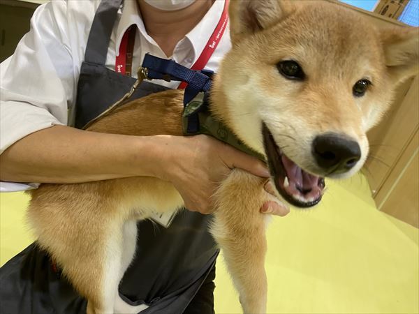 写真