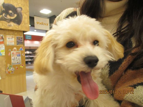 写真