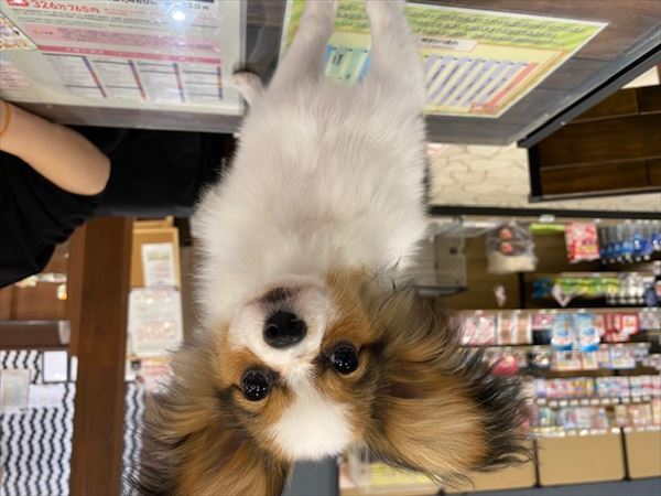 写真