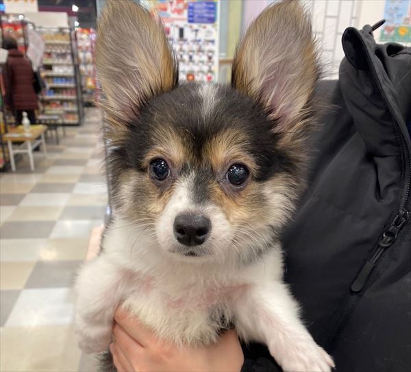 写真