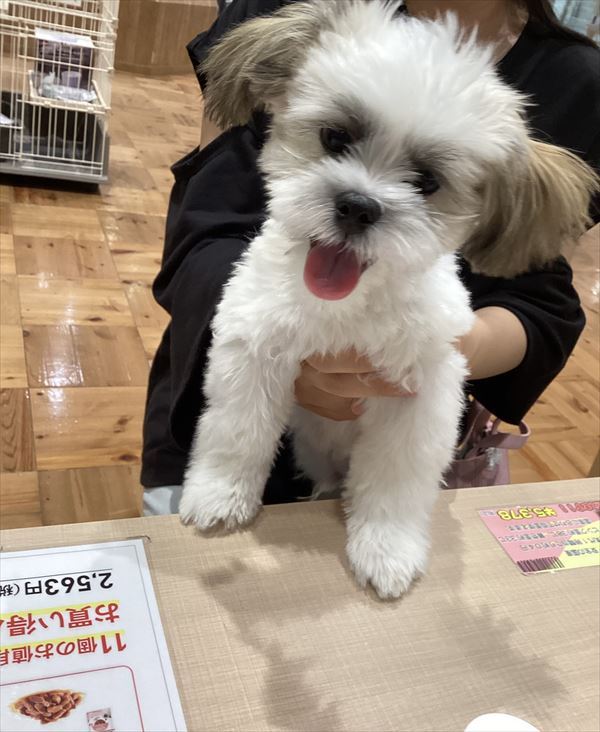 写真