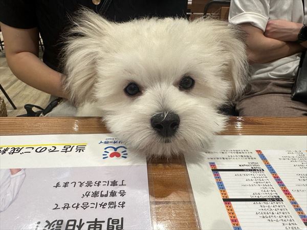写真